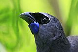 North Island Kokako